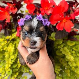 Daisy - Black and tan female Yorkshire Terrier puppy in Georgia from Nalley Kennels