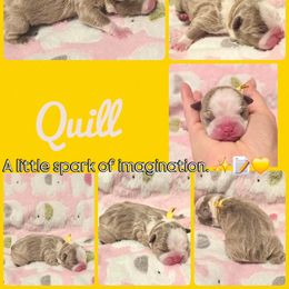 Quill - Lilac female Boston Terrier puppy in Carriere, Mississippi from Nine Acre Boston's