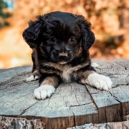 Ocean - Miniature Australian Shepherd puppy from Whiskeytown Aussies