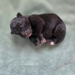 Stardust - Black female Keeshond puppy in Logan, Ohio from Hocking Hills Keeshonds