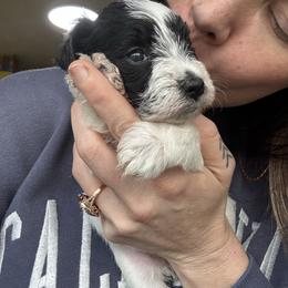 Girl 1 - Parti female Miniature Schnauzer puppy in Dunlap, Tennessee from Beards of Glory