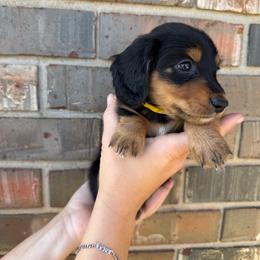 Yellow - Black and tan male Dachshund puppy in Cushing, Oklahoma from Euchee creek mini dachshunds