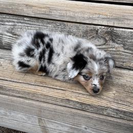 Miniature Australian Shepherd and Toy Australian Shepherd Puppies from Ashley's Aussies, LLC