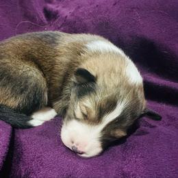 Sable male - Sable and white male Shetland Sheepdog puppy in North Weeki Wachee, Florida from Jesstar Shetland Sheepdogs