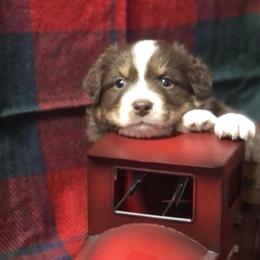 Australian Shepherd Puppies from Black Canyon Corral Aussies