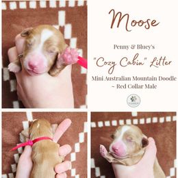 Moose - male Australian Mountain Doodle puppy in Grand Rapids, Michigan from The Kindred K9