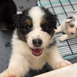 Fern - Black tri-color female Australian Shepherd puppy in Anniston, Alabama from All Hale Aussies