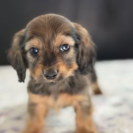 AKC Red collar male - Red male Dachshund puppy in Calera, Alabama from Southern Sky Dachshunds