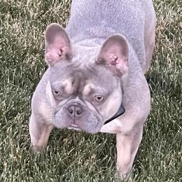 Dora - French Bulldog
