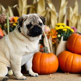 Charlotte - Fawn female Pug puppy in Broadway, Virginia from Colebrook Posh Pugs