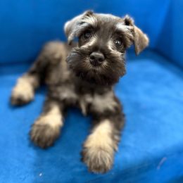 Lila - Salt and pepper female Miniature Schnauzer puppy in La Mirada, California from SchnauzersRus
