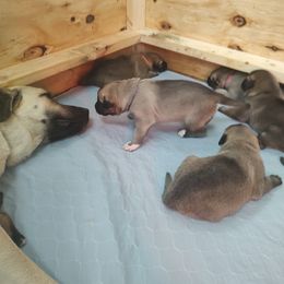 Anatolian Shepherd Dog Puppies from Harris' Anatolian Livestock Guardian Dogs