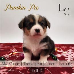 Pumpkin Pie - Black and tan female Pembroke Welsh Corgi puppy in Pine Village, Indiana from NL Horsemanship