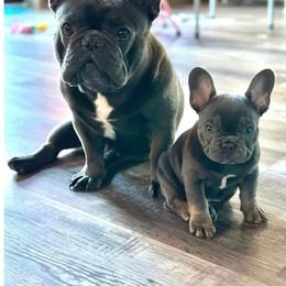 Blue - French Bulldog