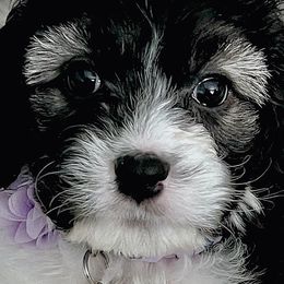 Cavalier King Charles Spaniels from Callaway's Cavaliers