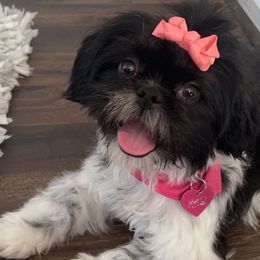 Shih Tzus from Precious Lil Tzus