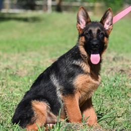 Rebakeh - Black and red female German Shepherd puppy in Azle, Texas from Nuckols-Alsup Canines German Shepherds