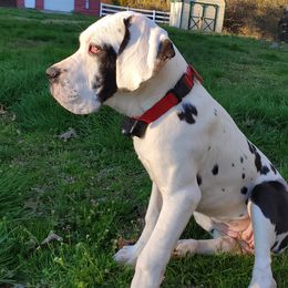 Great Danes from Pigeon Mtn. House of Danes