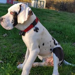 Great Danes from Pigeon Mtn. House of Danes