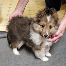 Boy 2 - male Shetland Sheepdog puppy in Cottage Grove, Minnesota from Wysteria Mist Shetland Sheepdogs