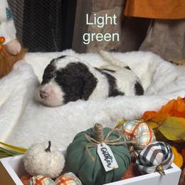 Lightish Green collar - Chocolate male Goldendoodle puppy in Sanderson, Florida from Serenity Goldendoodles