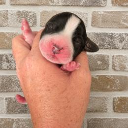 Bootstrap aka Boots - Black and white male English Springer Spaniel puppy in Fort White, Florida from Thunderbird Springers