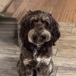 Hunter - Australian Labradoodle