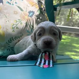 Waterloo - Cream male Labradoodle puppy in Camden, North Carolina from Oopsie Doodles of NC