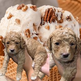 Butter Pecan - Red male Cavapoo puppy in Coshocton, Ohio from Forever Family Puppies