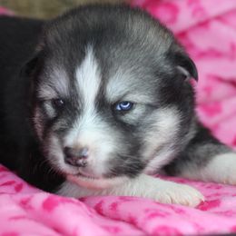 Nyra - Black and white female Alaskan Malamute puppy in Independence, Virginia from New River Valley Malamutes
