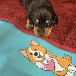 Cole - Black and tan male Dachshund puppy in Berry, Alabama from Whisper Gray