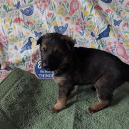 Light Pink - Sable female German Shepherd puppy in Motley, Minnesota from Von Thomson Haus