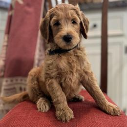 Sleepy- Black - Apricot male Goldendoodle puppy in Bay City, Texas from Charming Doods Goldendoodles