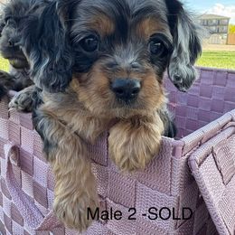 Cavalier King Charles Spaniel and Cavapoo Puppies from Woofery de Arana