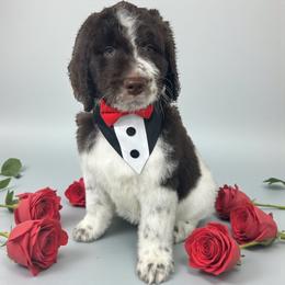 Isaiah - Parti male Goldendoodle puppy in Prosperity, Pennsylvania from Stelladoodles & Company