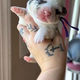 Pearl - Blue merle and white female American Corgi puppy in Aberdeen, Washington from Coastal country Farms