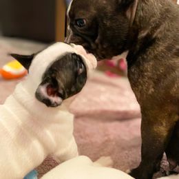 French Bulldog Puppies from Fur Royalty Frenchies