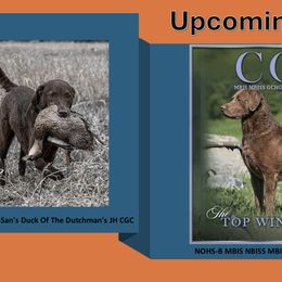 Chesapeake Bay Retriever puppies from Kilbourn Chesapeakes