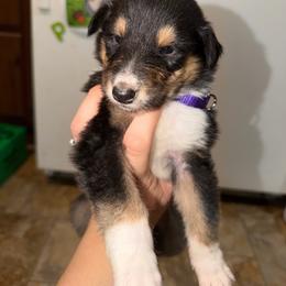 Rosie - Black white and tan female Collie puppy in Roanoke, West Virginia from Rustic ridge collies