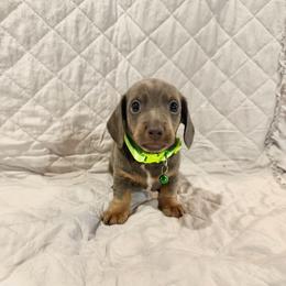 Duke - Blue and tan male Dachshund puppy in Rising Star, Texas from BEAW Doxies