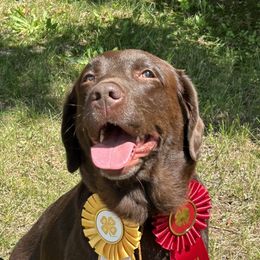 Zuri - Labrador Retriever