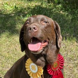 Zuri - Labrador Retriever