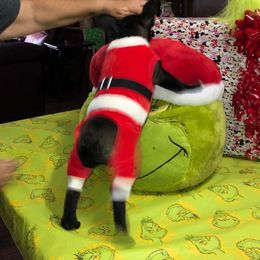 Boston Terrier, Bulldog, and French Bulldog Puppies from Tracy’s TLC Club