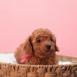 Chiffon (Pink Collar) - Red  female Poodle puppy in Las Vegas, Nevada from Plush Toy Poodle Puppies & Pals