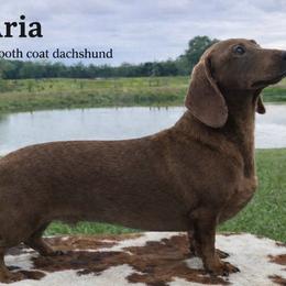 Aria - Dachshund