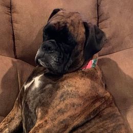 Eevie - Boxer