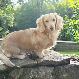 Laynie - Dachshund