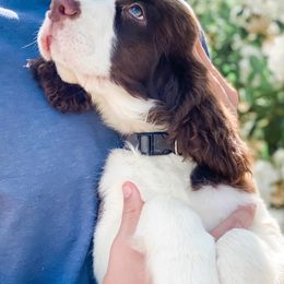 English Springer Spaniel Puppies from Starshine Puppies