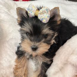 Nova - Black and gold male Yorkshire Terrier puppy in Los Angeles, California from 818 Yorkies