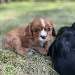 Henry - Ruby male Cavalier King Charles Spaniel puppy in Lambertville, Michigan from Dream Dog LLC